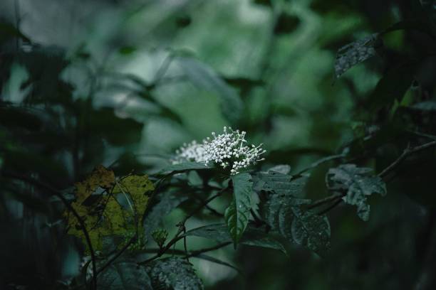 istock Selective focus of white flower of nettle-leaved hydrangea (Hydrangea hirta) plant 1453063100