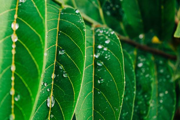 istock A beautiful tree with morning dew and green leaves in a green garden during daytime 1453063243
