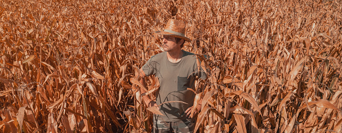 an elderly farmer stands with folded arms in a cultivated corn field