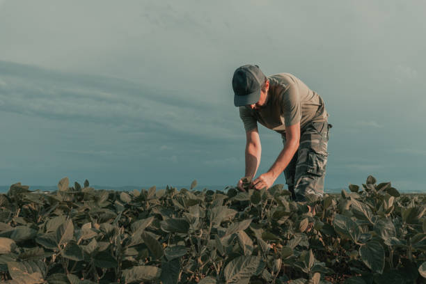 istock Agronomist examining soybean crops in field 1453064152