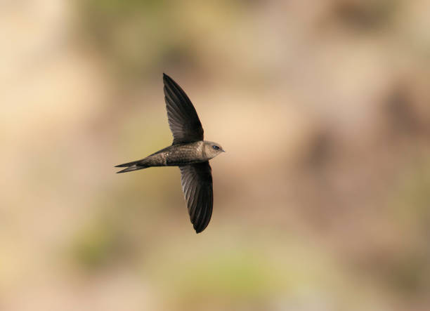 istock Madeiragierzwaluw, Plain Swift, Apus unicolor 1453064157