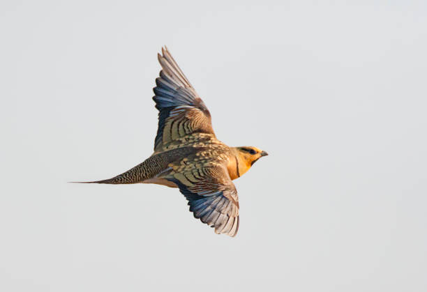 istock Witbuikzandhoen, Pin-tailed Sandgrouse, Pterocles alchata 1453064159