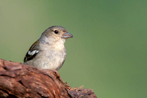 istock Madeira Chaffinch, Fringilla coelebs maderensis 1453064180