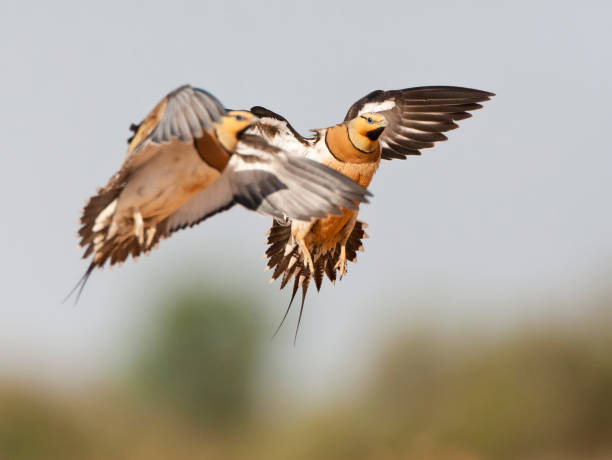 istock Witbuikzandhoen, Pin-tailed Sandgrouse, Pterocles alchata 1453064223