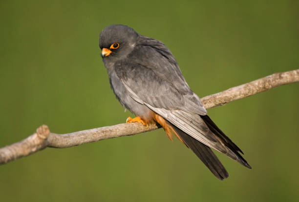 istock Roodpootvalk, Red-Footed Falcon, Falco vespertinus 1453064262