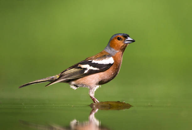 istock Vink, Common Chaffinch, Fringilla coelebs 1453064430