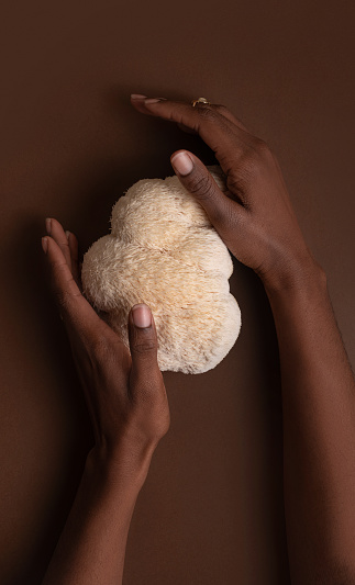 Large lion mane mushroom in beautiful dark skined woman hands on studio dark brown background