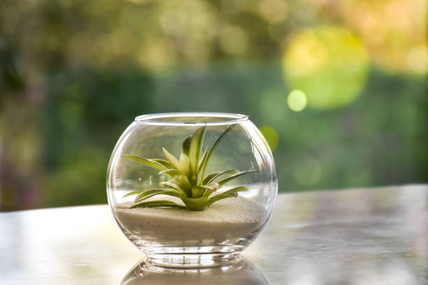 istock Miniature cactus succulent plant in a glass vase 1453065820