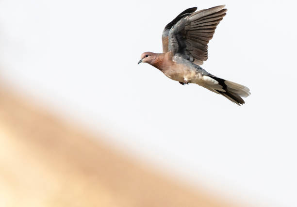 istock Palmtortel, Laughing Dove, Streptopelia senegalensis 1453065821