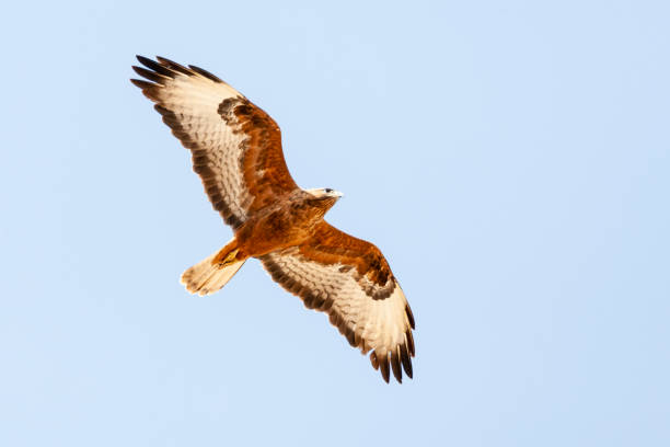 steppebuizerd, myszołów stepowy, buteo buteo vulpinus - flyway zdjęcia i obrazy z banku zdjęć