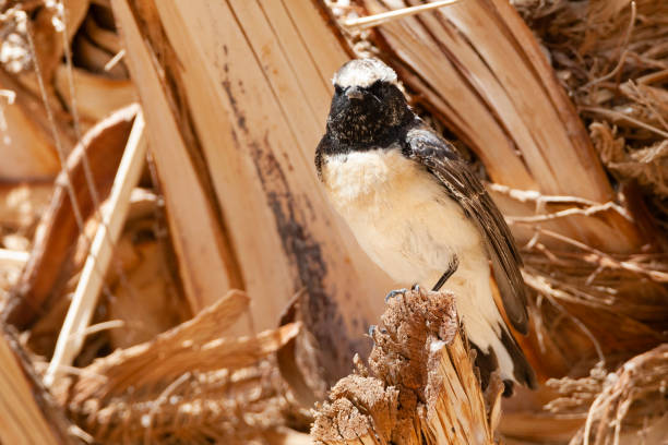 barwny tapuit, pszenica zwyczajna, oenanthe pleschanka - flyway zdjęcia i obrazy z banku zdjęć