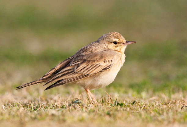 duinpieper, tawny pipit, anthus campestris - flyway stock-fotos und bilder