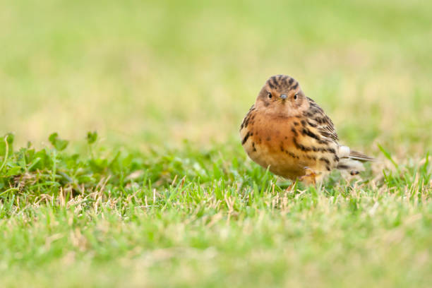 rotkeelpieper, rotkehl-pipit, anthus cervinus - flyway stock-fotos und bilder