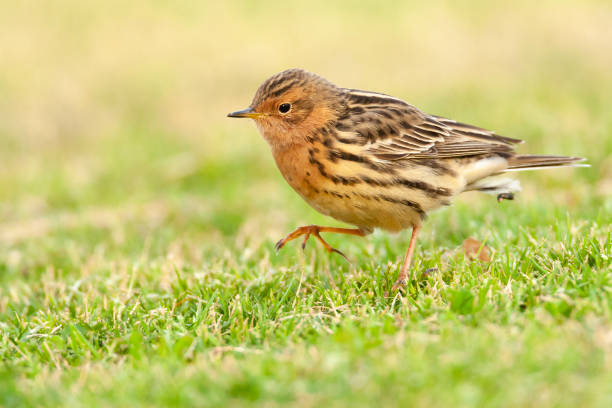 roodkeelpieper, świergotek czerwonogardły (anthus cervinus) - flyway zdjęcia i obrazy z banku zdjęć