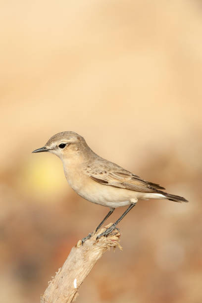 izabeltapuit, isabelline wheatear, oenanthe isabelline - flyway zdjęcia i obrazy z banku zdjęć