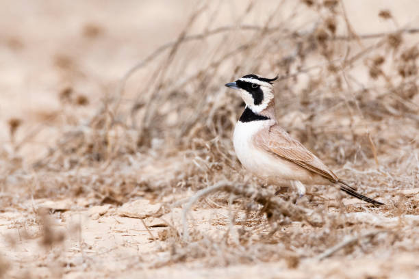 temmincks strandleeuwerik, temmincks lerche, eremophila bilopha - flyway stock-fotos und bilder