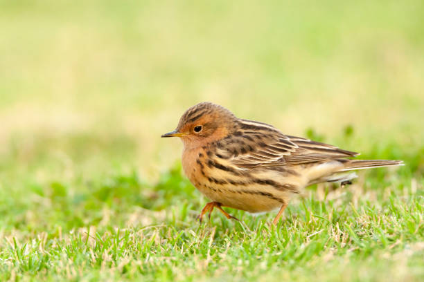 roodkeelpieper, świergotek czerwonogardły (anthus cervinus) - flyway zdjęcia i obrazy z banku zdjęć