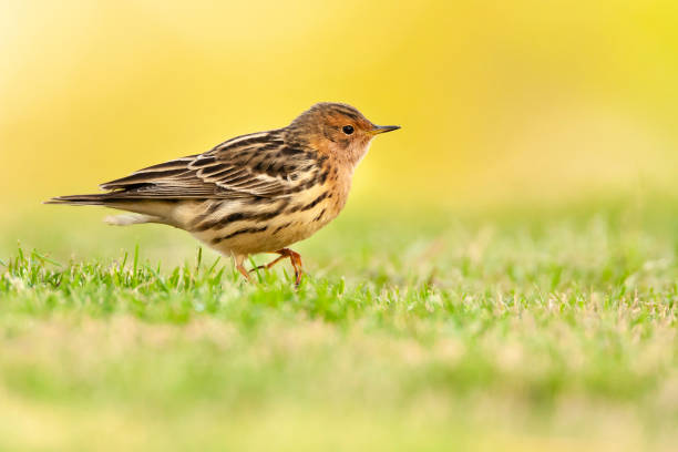 rotkeelpieper, rotkehl-pipit, anthus cervinus - flyway stock-fotos und bilder