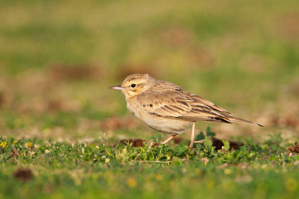 istock Duinpieper, Tawny Pipit, Anthus campestris 1453066908