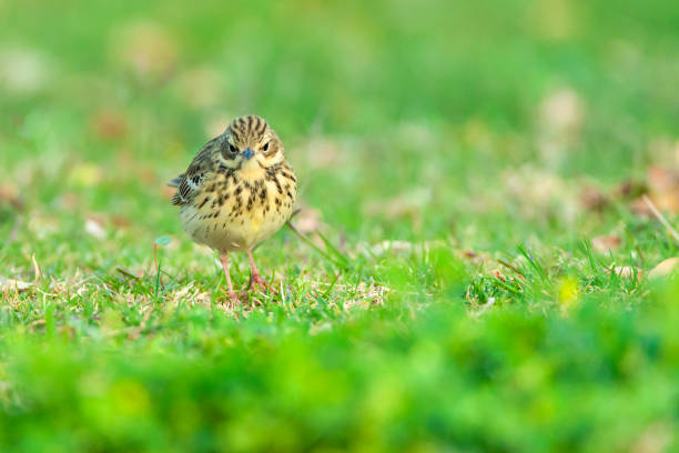 boompieper, baumpieper, anthus trivialis - flyway stock-fotos und bilder