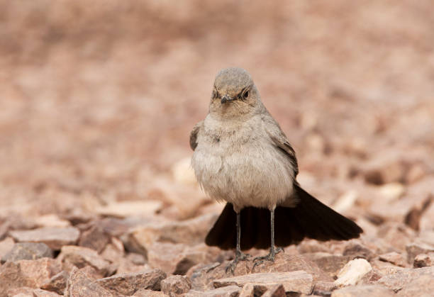 hausschwanzer, zwartstaart, cercomela melanura - flyway stock-fotos und bilder