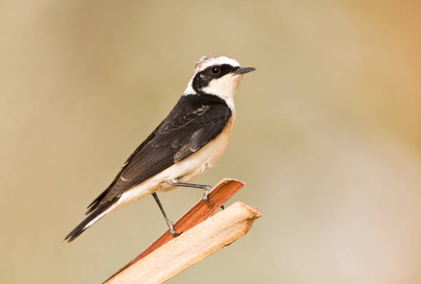 istock Vitatta Bonte Tapuit, Vittata Pied Wheatear, Oenanthe pleschanka vittata 1453066929