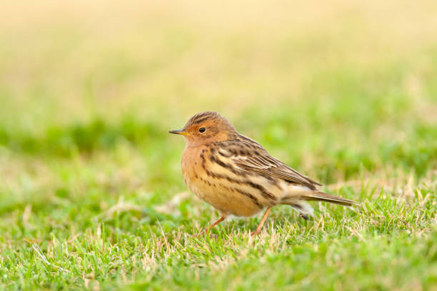 roodkeelpieper, świergotek czerwonogardły (anthus cervinus) - flyway zdjęcia i obrazy z banku zdjęć