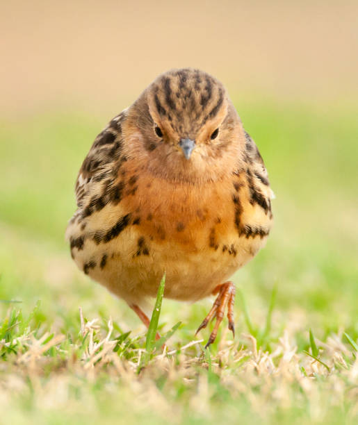 roodkeelpieper, świergotek czerwonogardły (anthus cervinus) - flyway zdjęcia i obrazy z banku zdjęć