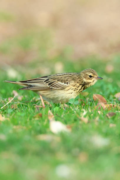 boompieper, świergotek drzewny, anthus trivialis - flyway zdjęcia i obrazy z banku zdjęć