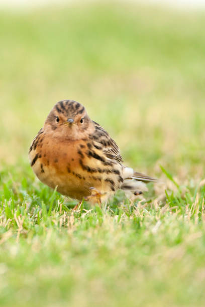 rotkeelpieper, rotkehl-pipit, anthus cervinus - flyway stock-fotos und bilder