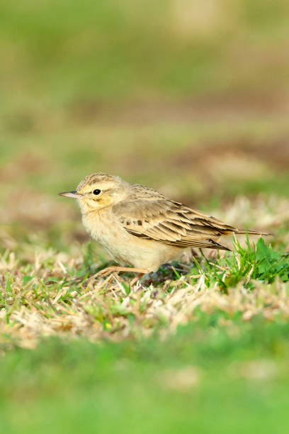 duinpieper, tawny pipit, anthus campestris - flyway stock-fotos und bilder