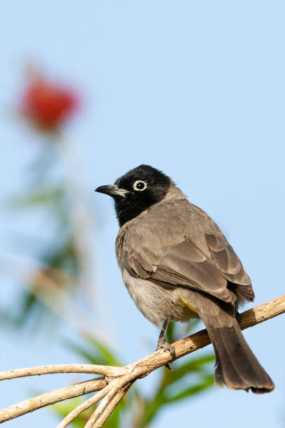 arabische buulbuul, bilbil białookularny (pycnonotus xanthopy) - flyway zdjęcia i obrazy z banku zdjęć