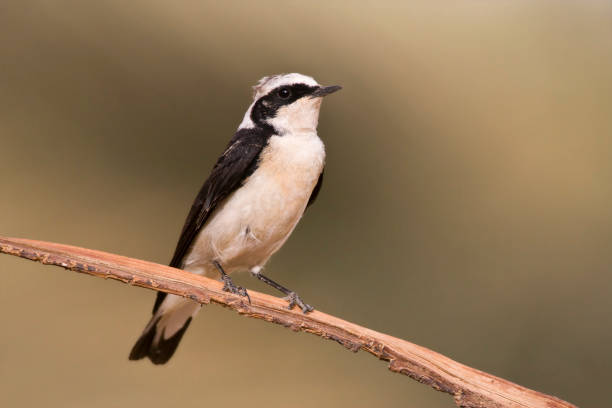 istock Vitatta Bonte Tapuit, Vittata Pied Wheatear, Oenanthe pleschanka vittata 1453069143