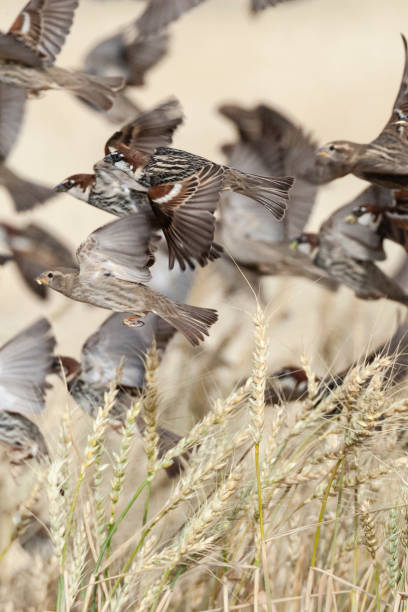 spaanse mus, spanischer spatz, passer hispaniolensis - flyway stock-fotos und bilder