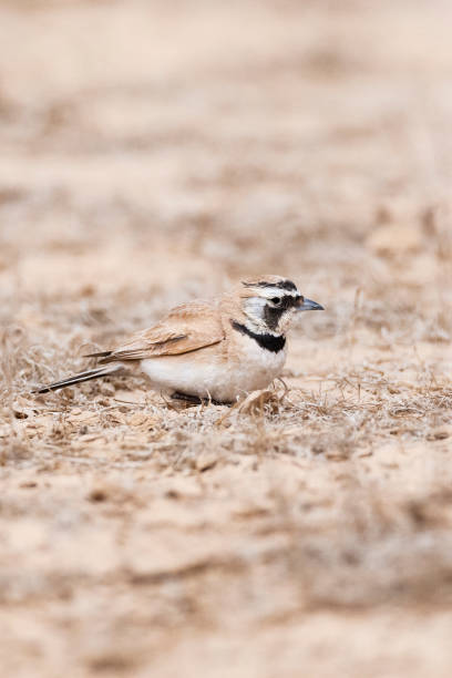 temmincks strandleeuwerik, temmincks lerche, eremophila bilopha - flyway stock-fotos und bilder