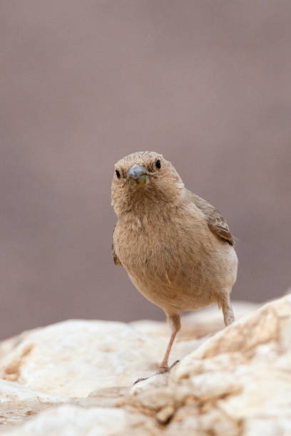 sinairoodmus, szczygieł synajski, carpodacus synoicus - flyway zdjęcia i obrazy z banku zdjęć