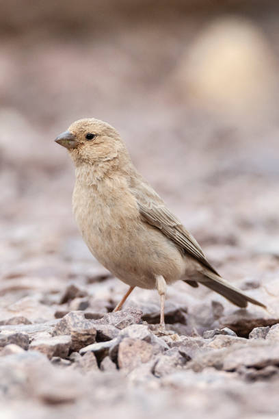 sinairoodmus, szczygieł synajski, carpodacus synoicus - flyway zdjęcia i obrazy z banku zdjęć