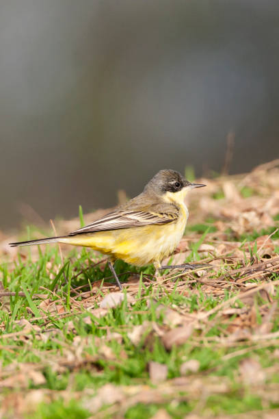 balkankwikstaart, pliszka czarnogłowa, motacilla feldegg - flyway zdjęcia i obrazy z banku zdjęć