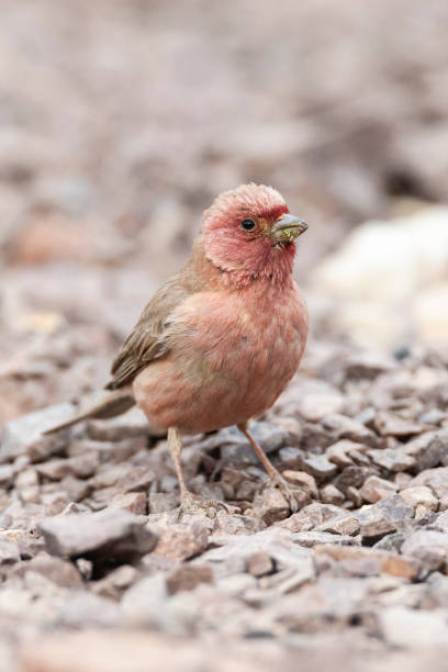 sinairoodmus, szczygieł synajski, carpodacus synoicus - flyway zdjęcia i obrazy z banku zdjęć