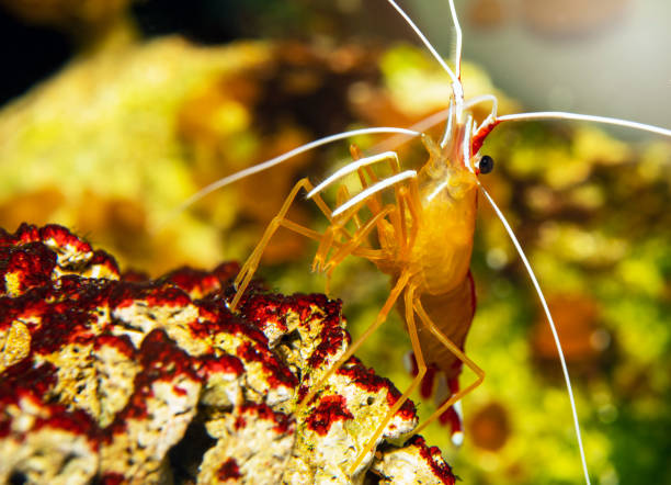 Red skunk cleaner shrimp - Lysmata Amboinensis