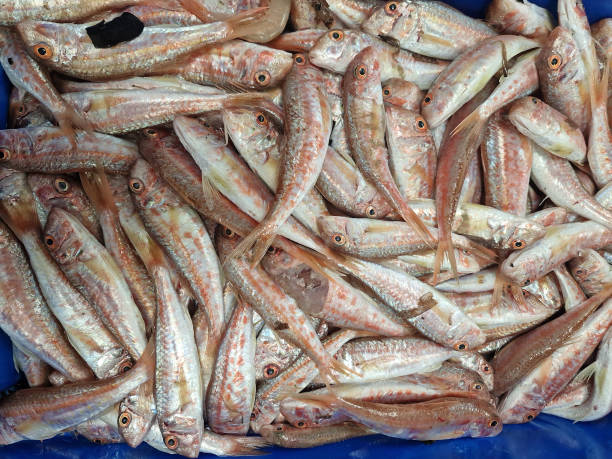 istock fresh caught seafood in a box at fish market 1453071360