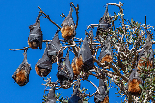 Close-up view of a large group of grey-headed flying-foxes, Pteropus poliocephalus, hanging upside down on a tree, their roosting site, against blue sky, in Centennial Park, Sydney, Australia.