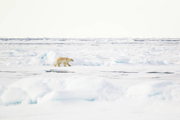 istock Polar bear walking on the ice in the Arctic 1453080697