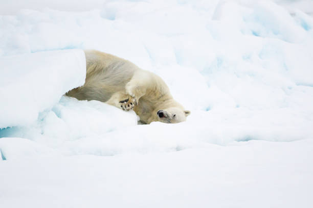 istock Polar bear walking on the ice in the Arctic 1453080709