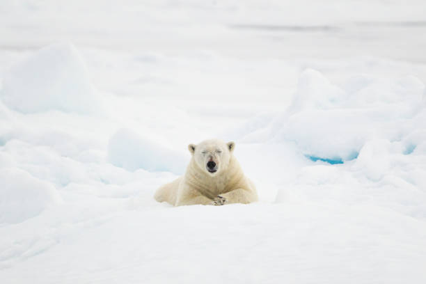 istock Polar bear walking on the ice in the Arctic 1453080711