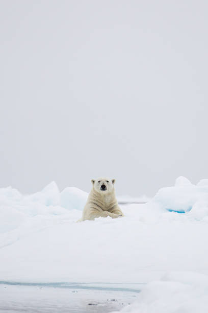 istock Polar bear walking on the ice in the Arctic 1453080712