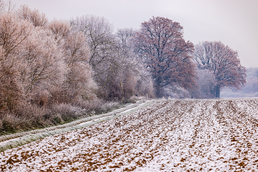 Winter impression on the edge of field with iced trees and colors in soft winter pastel colors, Germany