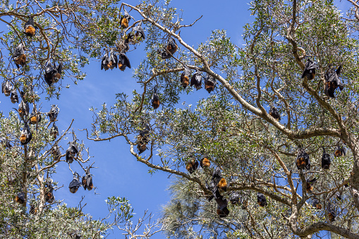 View of a large group of grey-headed flying-foxes, Pteropus poliocephalus, hanging upside down on a tree, their roosting site, against blue sky, in Centennial Park, Sydney, Australia.