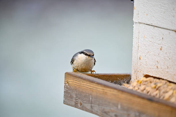 istock A nuthatch sitting on bird feeder ful of food 1453080795