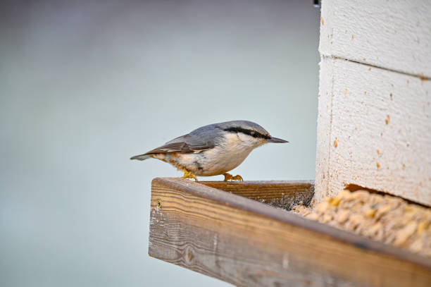 istock A nuthatch sitting on bird feeder ful of food 1453080797